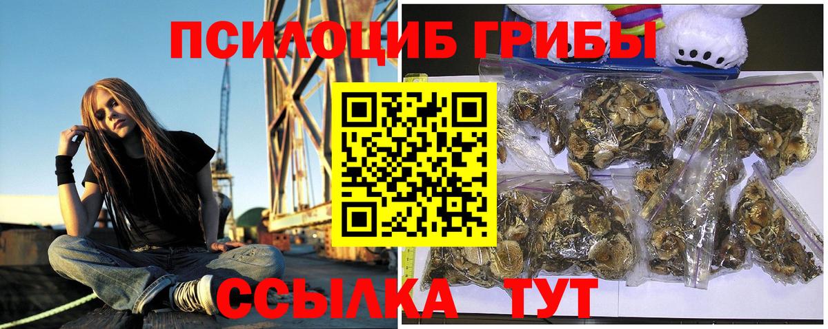 Кингисепп  Галлюциногенные грибы Psilocybine cubensis  Вход с VPN  Псилоцибиновые грибы Psilocybe 